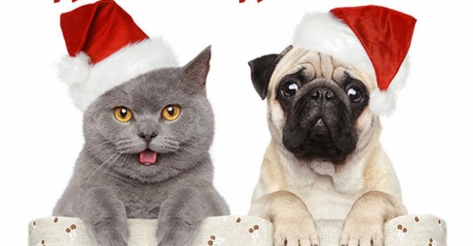 Weihnachtsbilder Tiere img