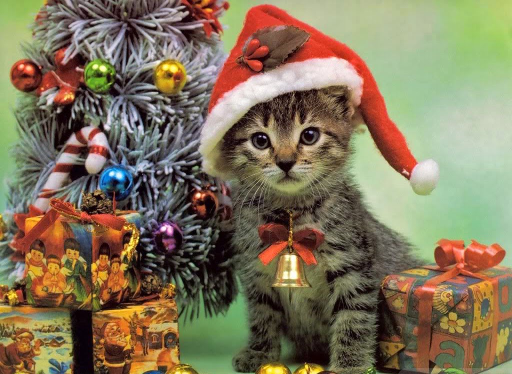 Katzenbild Weihnachten